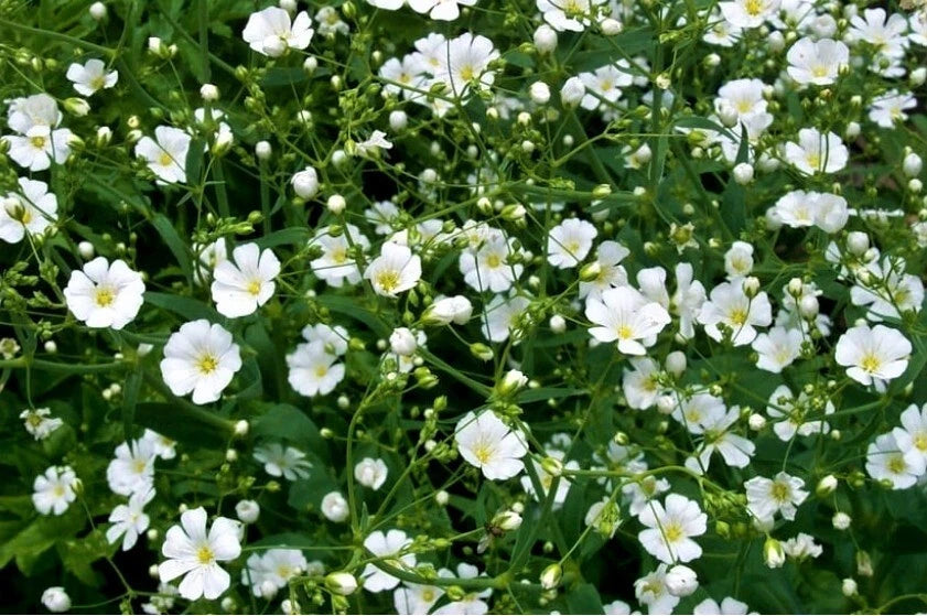 Baby's Breath Seeds - 200+ Count - White Annual Flowers - Gypsophila paniculata