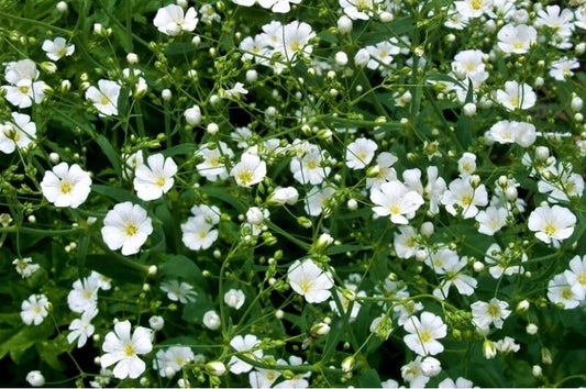 Baby's Breath Seeds - 200+ Count - White Annual Flowers - Gypsophila paniculata