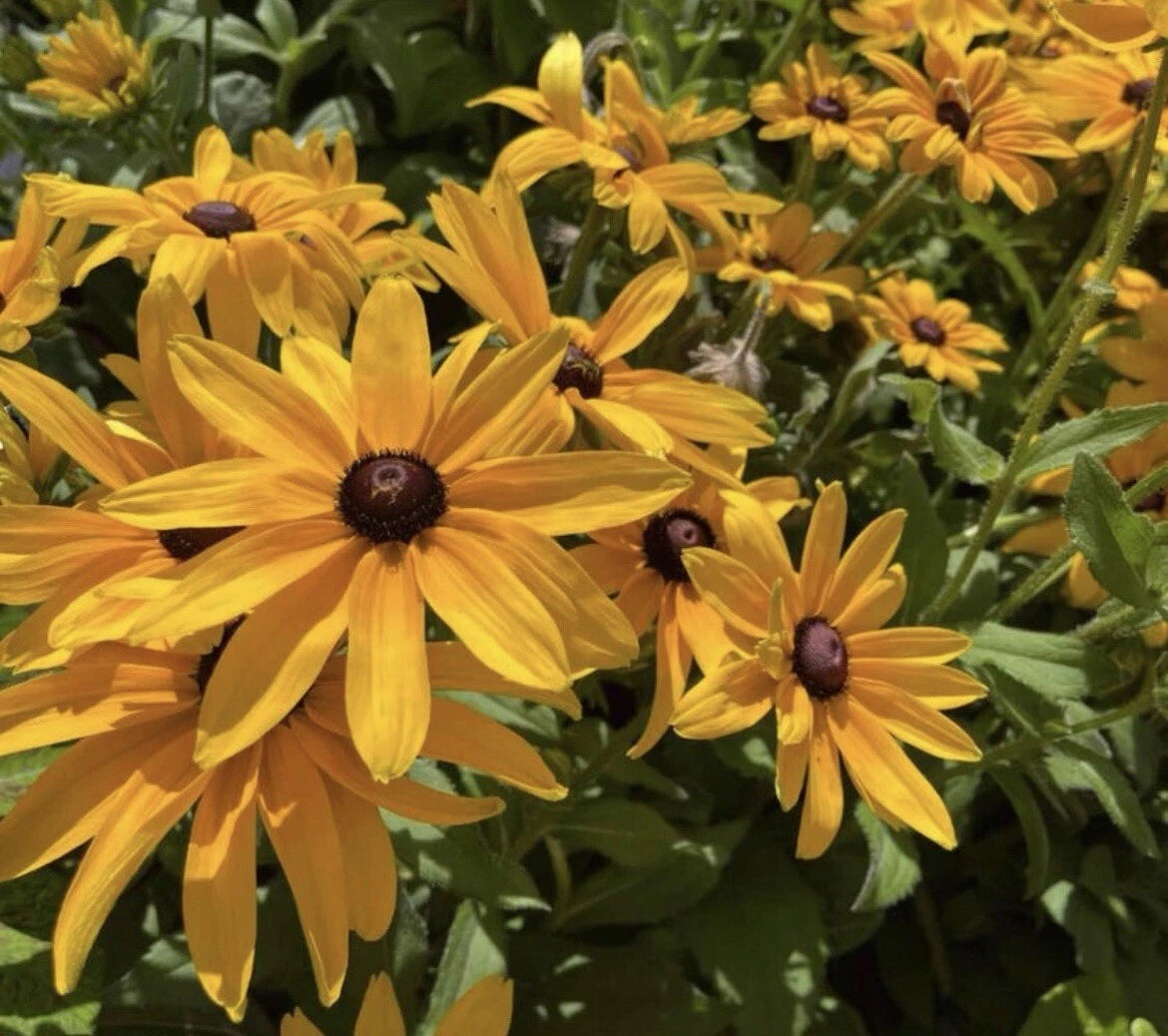 Black-Eyed Susan Seeds - 200+ Seeds - Rudbeckia hirta - Hardy Perennial Flower Seeds for Garden Planting