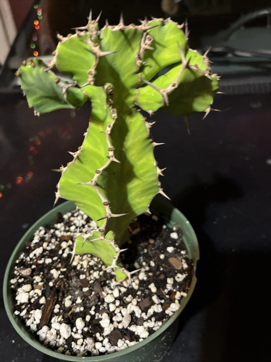 Euphorbia Pseudocactus - Live Succulent Plant - False Cactus - Bare Root