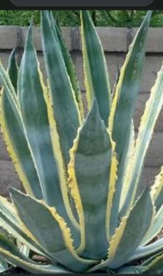 Agave Plant - Variegated Variety - Agave Americana - Succulent Indoor/Outdoor Decor