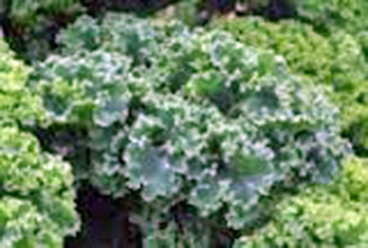 Kale Seeds - Vates Blue Curled Scotch - Heirloom Non-GMO - 50+ Seeds - Brassica oleracea