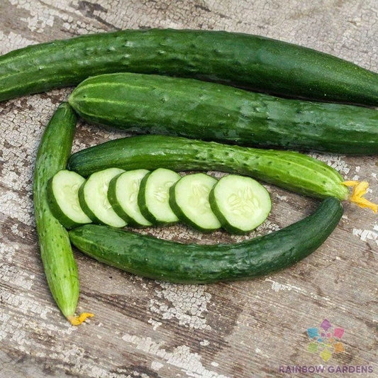 Aonaga Jibai Cucumber Seeds - 25+ Pack for Garden Planting - USA Grown, Non-GMO