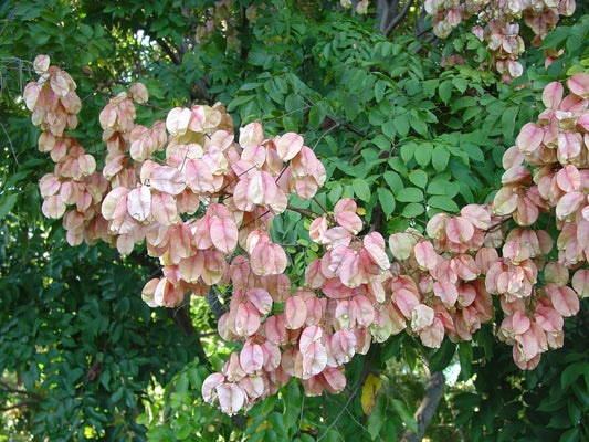Chinese Rain Tree Seeds - Colorful, Fragrant, Showy - 7 Seeds - Albizia julibrissin
