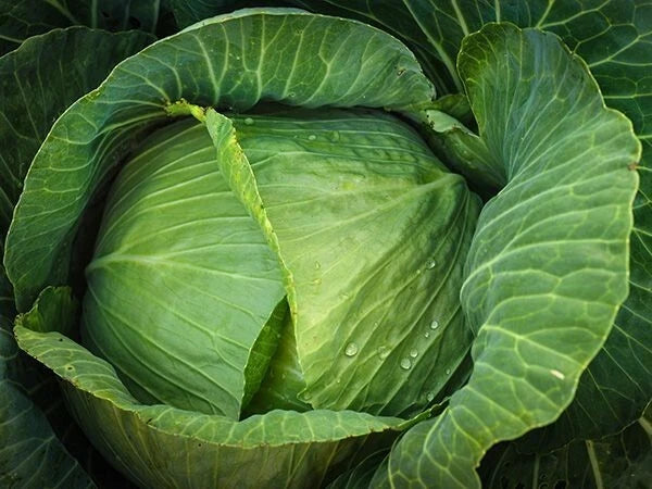 Cabbage Seeds - 1000+ Heirloom Brunswick - NON GMO - Fresh Seed Pack