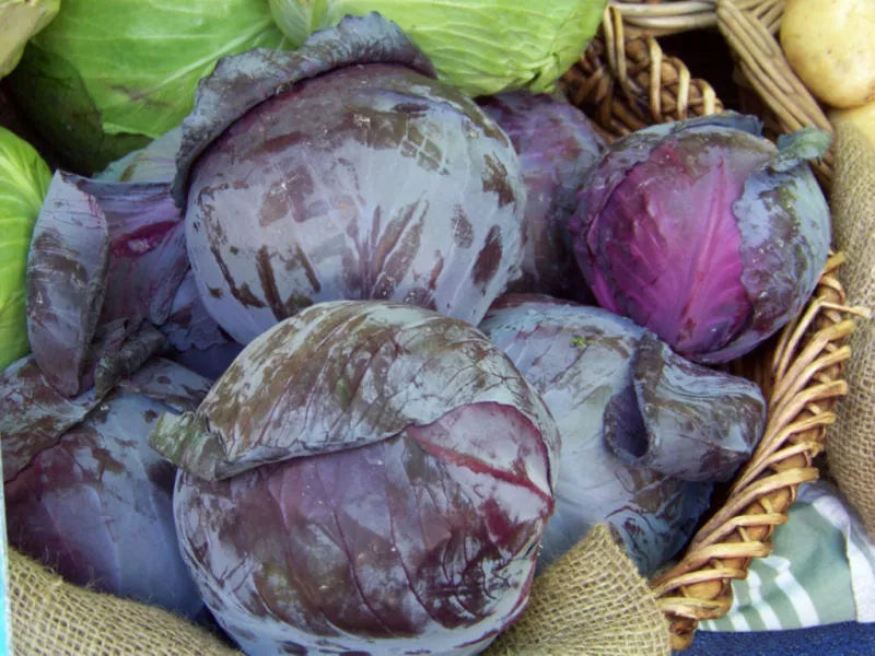 93 Seeds Red Acre Cabbage - Purple Variety - GroCo USA - Heirloom Seeds for Gardening