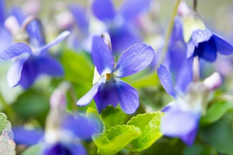 Sweet Violet Plants - 5 Plants - Wildcrafted English Violet - Viola odorata