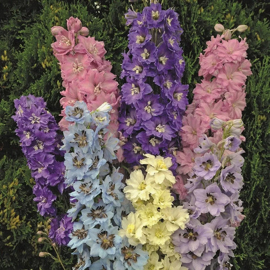 Millennium Star Delphinium Seeds - 50 Perennial Garden Flower Seeds - Delphinium spp.