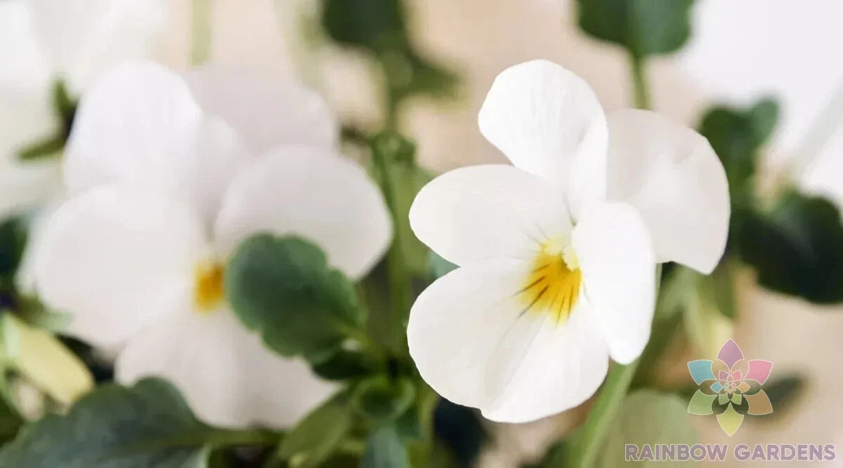 Admire Cream Pansy Seeds - 200+ Count - Viola Tricolor - Perfect for Garden Planting, USA