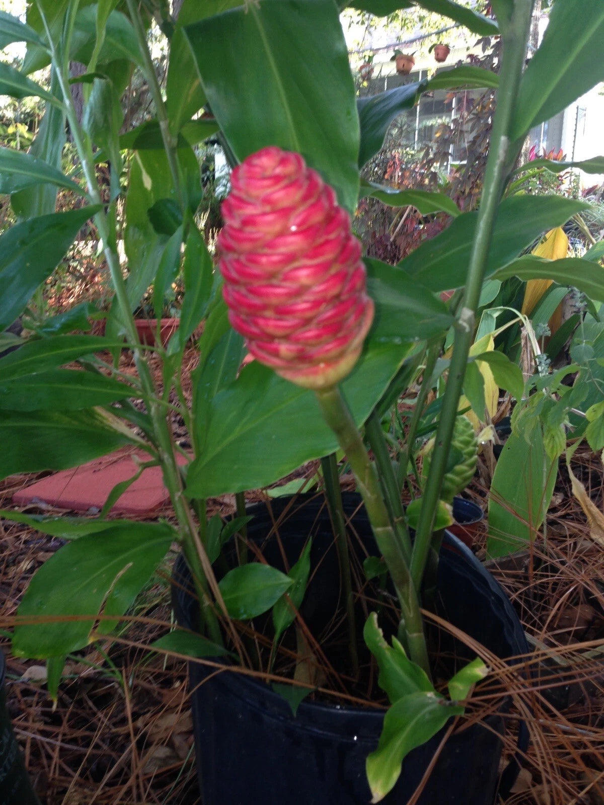 Shampoo Ginger Rhizomes - 3 Pack - Pinecone Ginger - Zingiber Zerumbet - Tropical Houseplant - Exotic Garden Plant