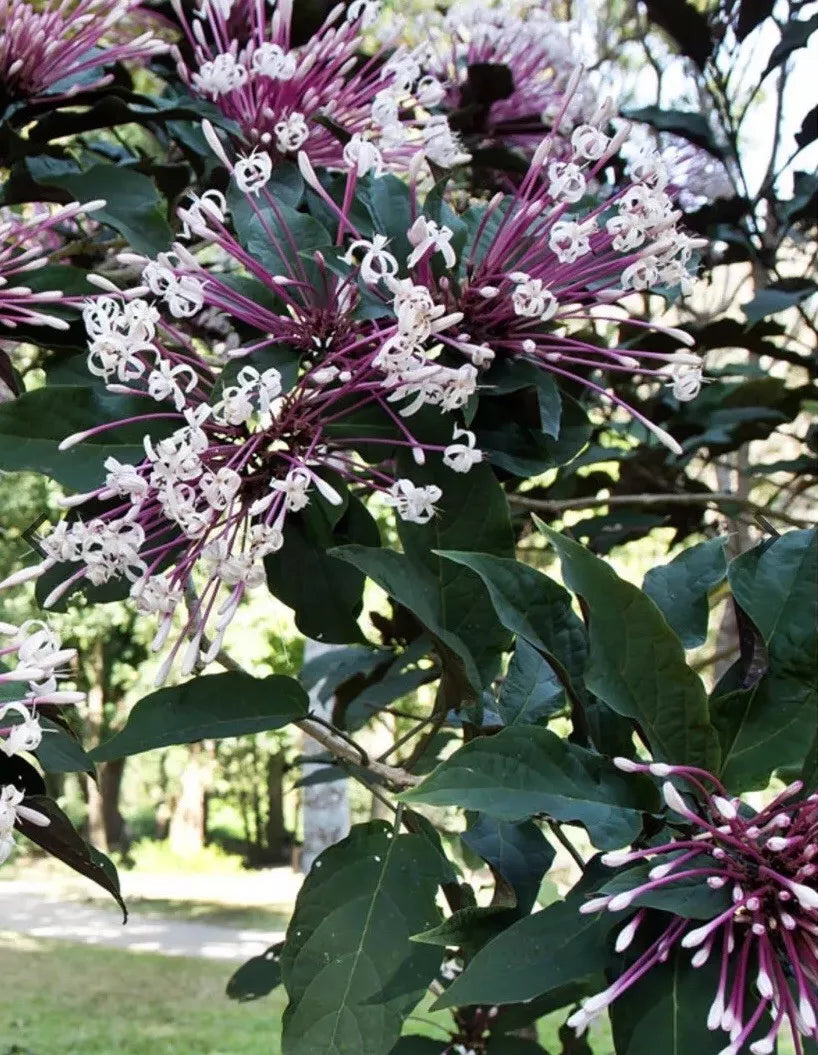 Shooting Star Clerodendrum Quadriloculare Cuttings 6-Pack, Starburst Plant, Purple-Backed Leaves, Root Easily in Water