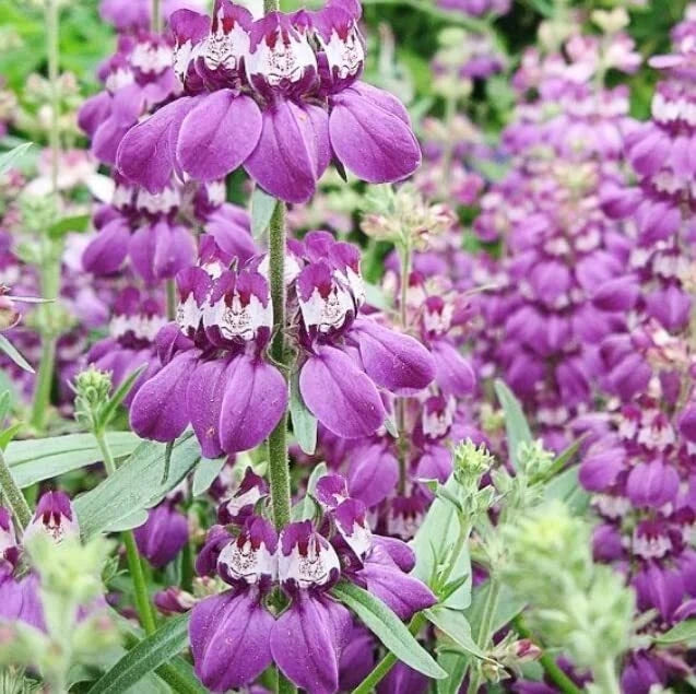 Chinese Houses Flower Seeds - Heirloom Variety for Planting, Decorative Blooms - Collinsia heterophylla
