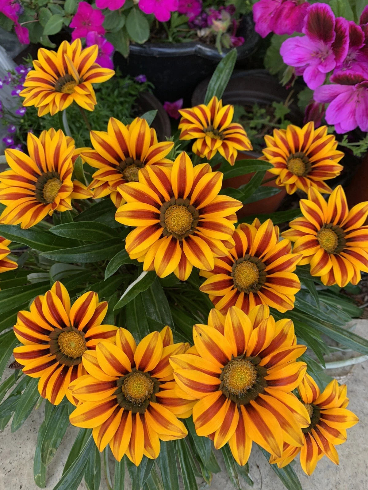 Gazania Rigens Plant in 4 Inch Pot - Yellow and Red Color, Fully Established Roots