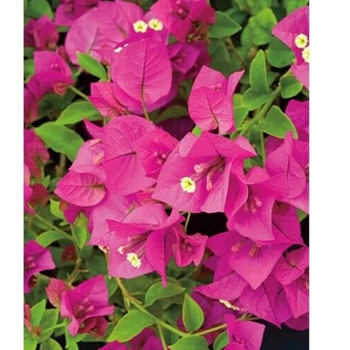 Bougainvillea Cuttings 6" Fuchsia Pink Live Plant Unrooted Bush Shrub - Bougainvillea glabra