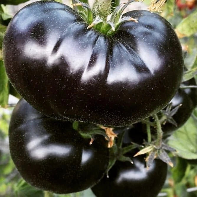 Black Sea Man Tomato Seeds - 30+ Heirloom Organic Seeds - Rare Variety (Solanum lycopersicum)