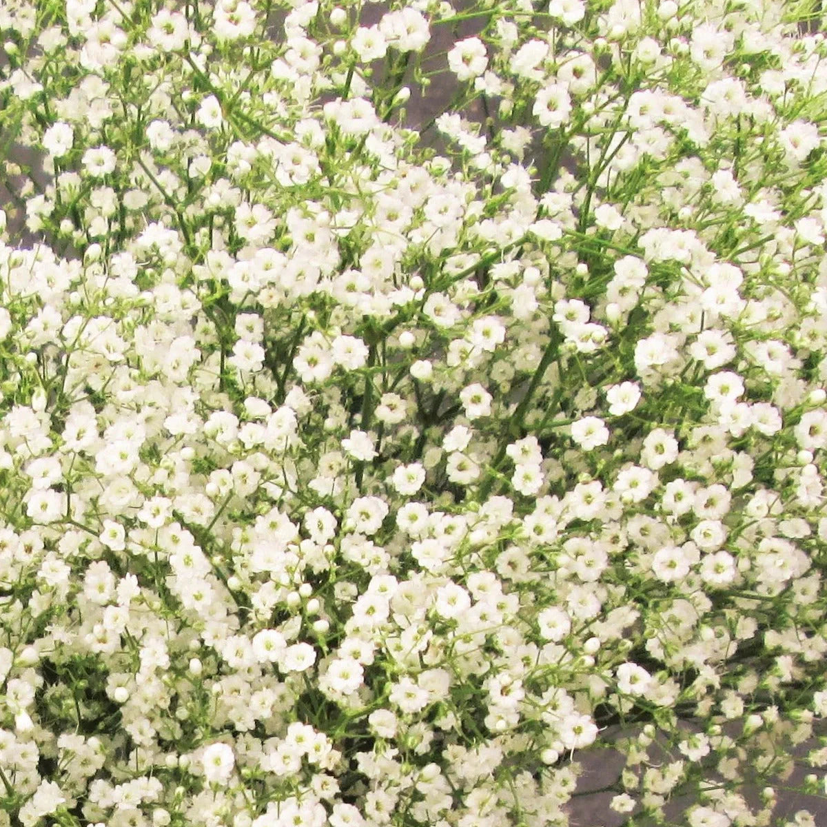 Annual Baby's Breath Seeds - Gypsophila Elegans - Showy Flowering Variety for 2025 Planting