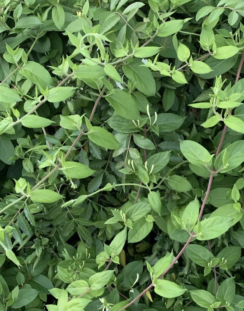Live Rooted Honeysuckle Vines - White & Yellow Flowers - Lonicera japonica