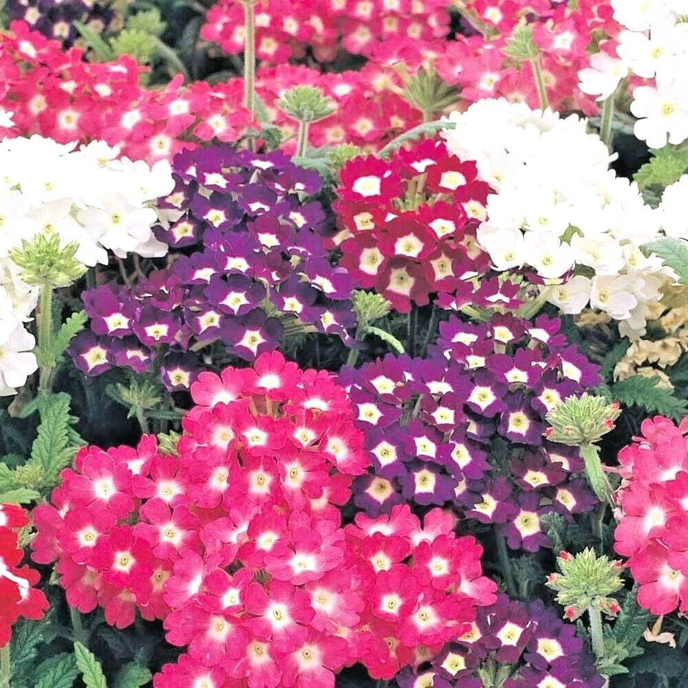 200+ Verbena Mix Flower Seeds for Groundcover, Hanging Baskets, Container Gardens - Ideal for Colorful Flower Displays