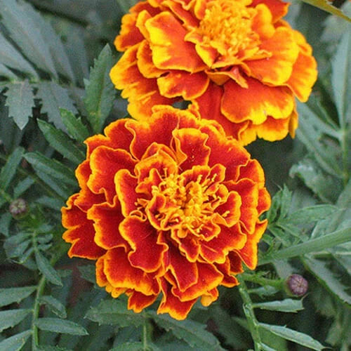 Marigold Seeds - Sparky Mix - Bicolor Orange, Yellow & Red - Tagetes erecta - Free Shipping