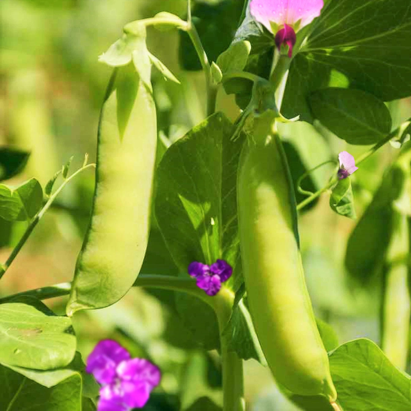 Dwarf Grey Sugar Pod Snow Pea Seeds | Asian Snap Peas | Fresh Seeds for ...