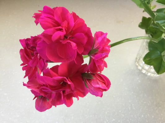Ivy Geranium Cuttings 6 Pack Double Deep Rose Pelargonium peltatum for Rooting