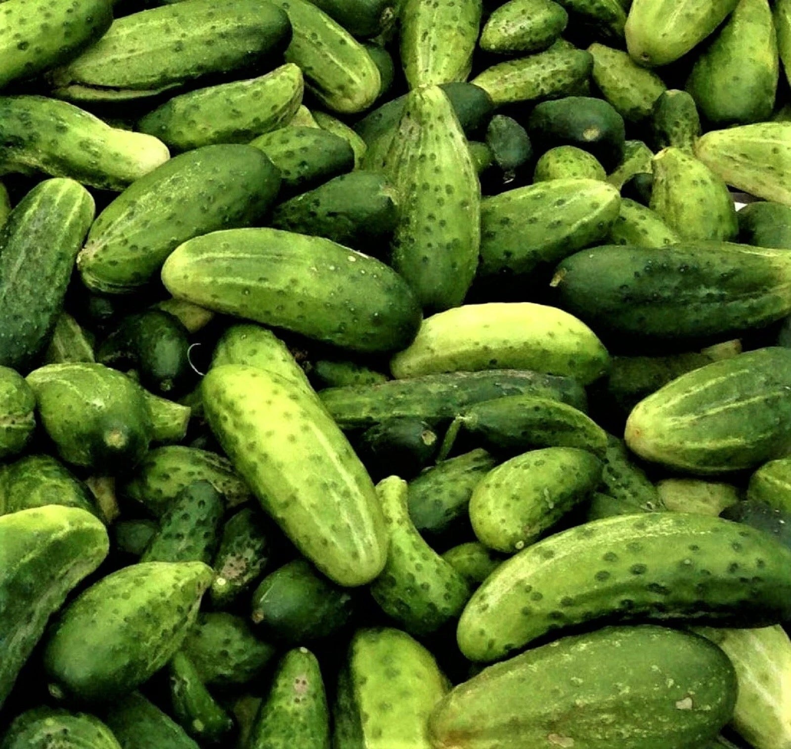 Boston Pickling Cucumber Seeds, Non-GMO, 60+ Seeds, Cucumis sativus, Perfect for Home Gardening