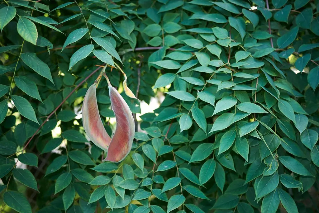 Kentucky Coffee Tree Seeds - Gymnocladus dioicus - Hardy Native Tree Seeds for Planting