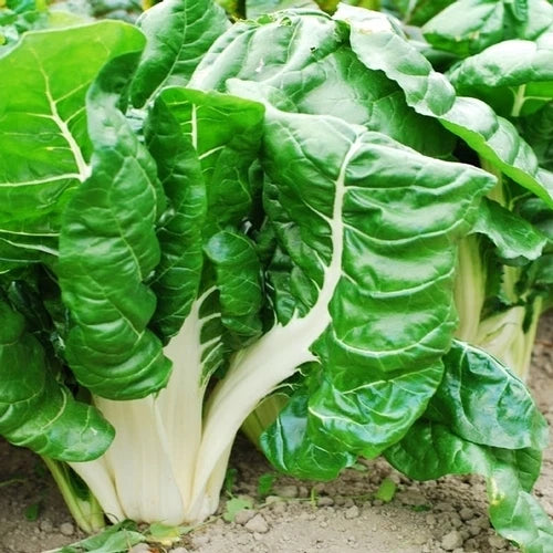 Swiss Chard Seed - Fordhook Giant Variety - Non-GMO Fresh Seed - Beta vulgaris subsp. cicla