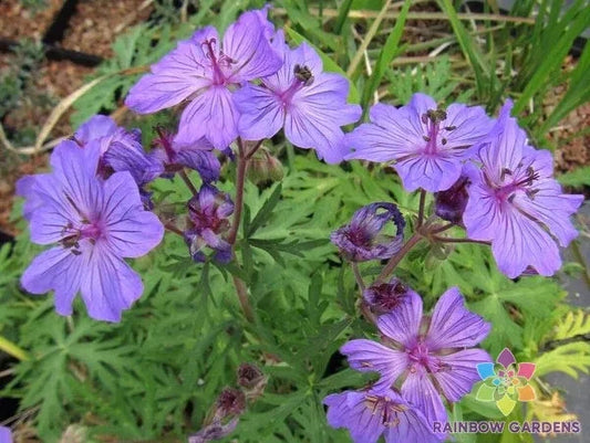 Malviflorum Geranium Seeds - 25+ Seeds for Garden Planting - USA Grown - Ideal for Home Gardens