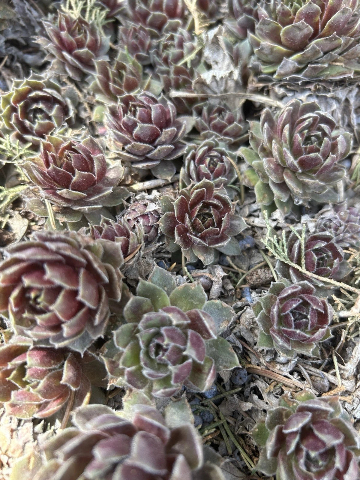 Live Sempervivum Succulents - 10 Commander Hay Hens & Chicks - Hardy Perennials for Zones 4-8 - Ideal for Gardens & Pots