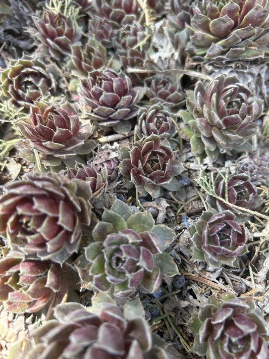 Live Sempervivum Succulents - 10 Commander Hay Hens & Chicks - Hardy Perennials for Zones 4-8 - Ideal for Gardens & Pots