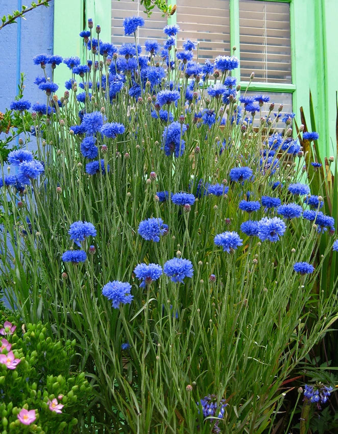 Batchelor Button Flower Seeds - Blueboy Variety - Florist Quality - Centaurea cyanus