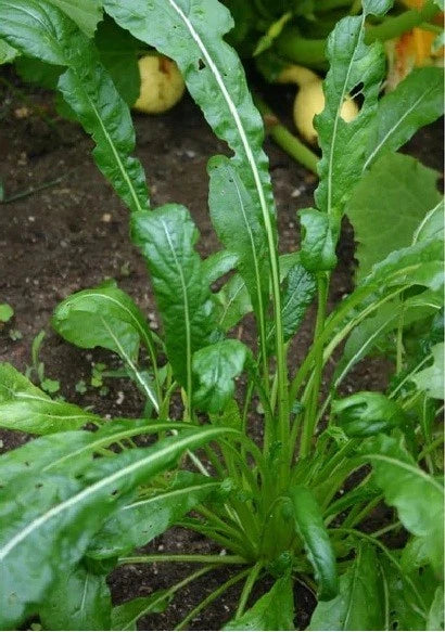 Mibuna Mustard Seeds - 100-2000 Seeds, Strap Leaf Microgreens, Mild Flavor, Brassica rapa var. japonica