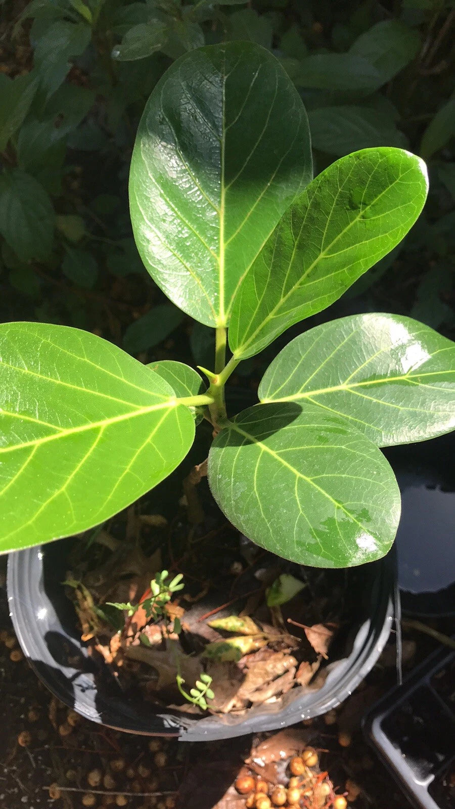 Audrey Fig 12” Tall Ornamental Fig - Ficus benghalensis - Ship Bare Root