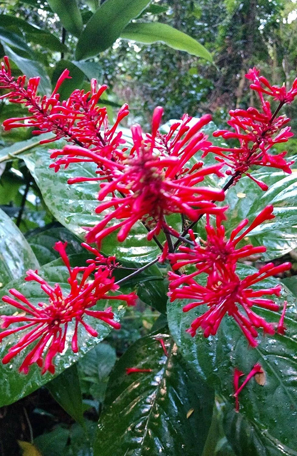Fire Spike Red Plant - Rooted Starter - Odontonema strictum - Attracts Hummingbirds