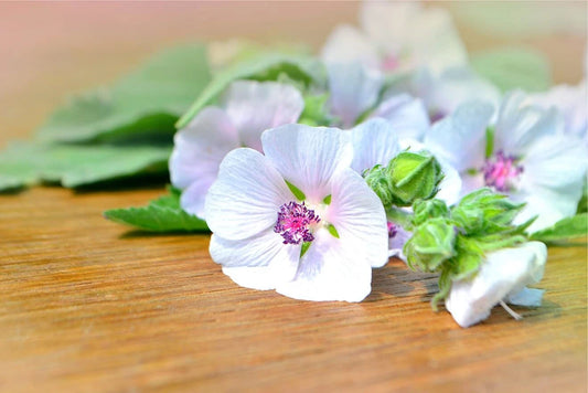 Marshmallow Seeds - 100 Seeds - Althaea Officinalis - Marsh Mallow Garden Herb