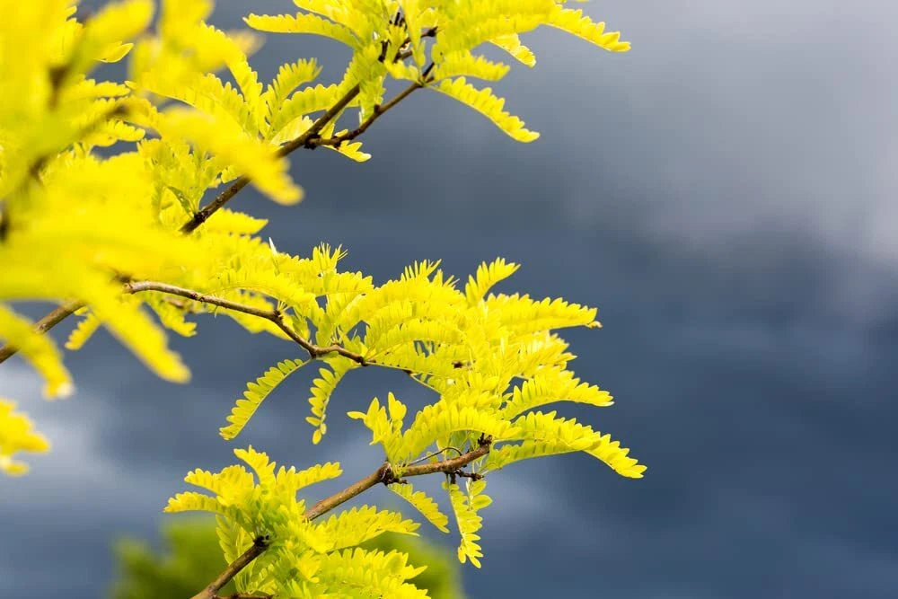 Thornless Honey Locust Seeds (20 Seeds) - Gleditsia triacanthos - Ideal for Planting, Drought-Tolerant, Fast-Growing Trees