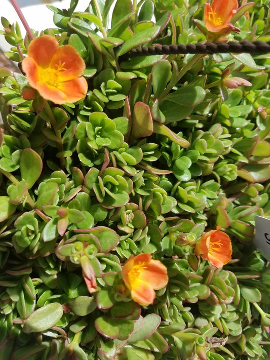 Coral Pink Purslane Cuttings - Single Flower - Portulaca oleracea