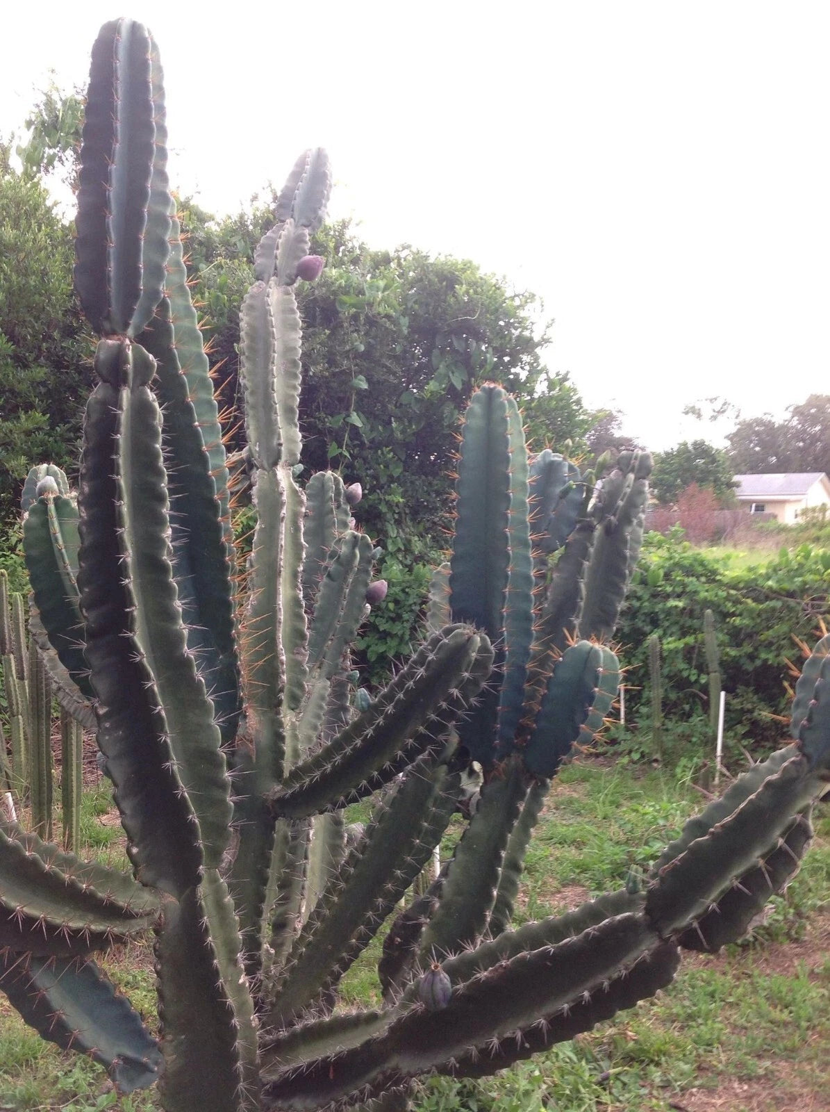 Cereus Peruvianus Repandus Seeds - 20 Peruvian Apple Cactus Seeds - Easy to Grow Cactus for Home Gardening