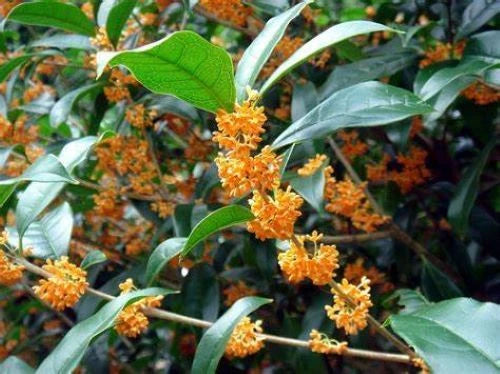 Apricot Echo Sweet Olive Plant - Fragrant Tea Variety - Osmanthus fragrans - Rooted Starter Plant