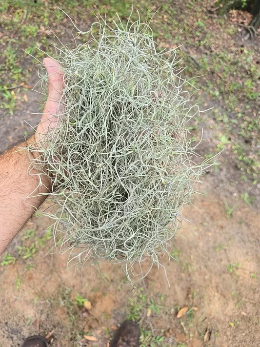 Live Spanish Moss 1 Lb Bag for Crafts & Garden, Tillandsia Usneoides, Air Plant, Fresh Natural Decor, USDA Zone 9