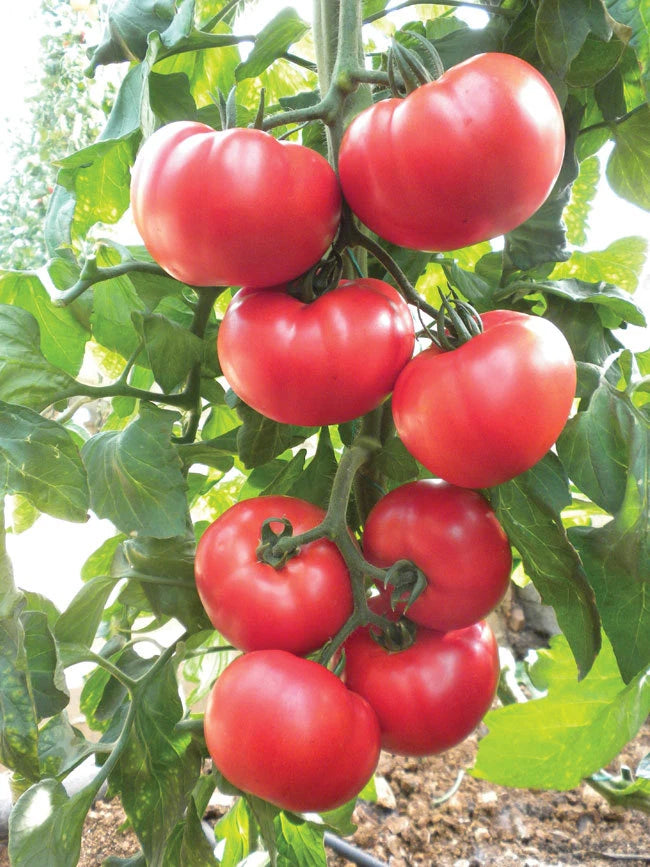 Beefsteak Heirloom Tomato Seeds, NON-GMO, Slicing Variety, Solanum lycopersicum, Free Shipping