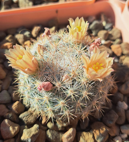 Mammillaria Candida Cactus - Bare Root Plant - White Spines - Easy Care Succulent - Ideal for Indoor Gardens