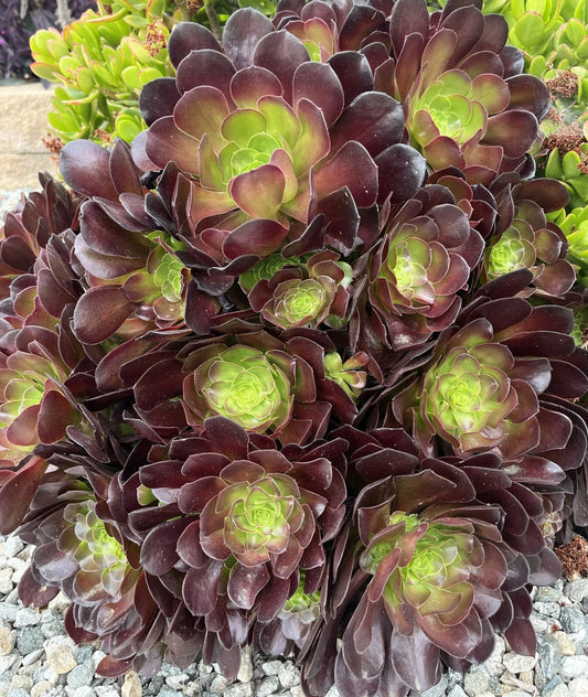 5 Cuttings Black Rose Succulent Plants | Aeonium Arboreum Zwartkop | No Roots, No Soil | Indoor/Outdoor Cactus Decor