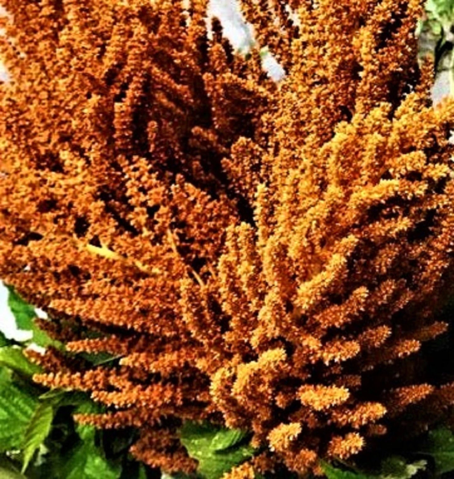 Amaranthus Hot Biscuits Seed Mix - 50 Non-GMO Seeds for Vibrant Garden Growth (Amaranthus spp.)