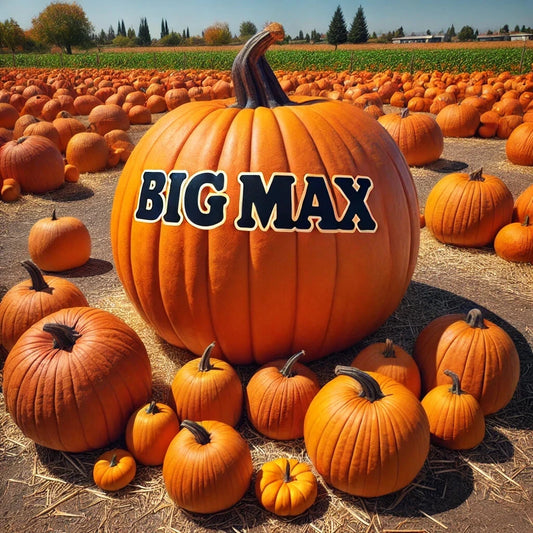 15 Big Max Pumpkin Seeds | Giant Heirloom Variety | Non-GMO | Prize-Winning | Perfect for Gardens