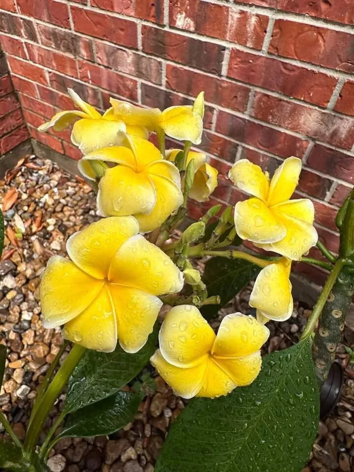 Bali Yellow Plumeria Seedling Plant in 2.5 Inch Pot - Plumeria spp. - No Cutting, Tropical Flowering Plant