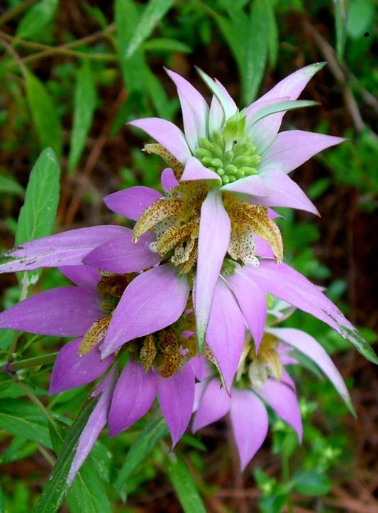 50+ Spotted Bee Balm Seeds, Medicinal Herb, Monarda punctata L., Drought-Tolerant, Attracts Pollinators