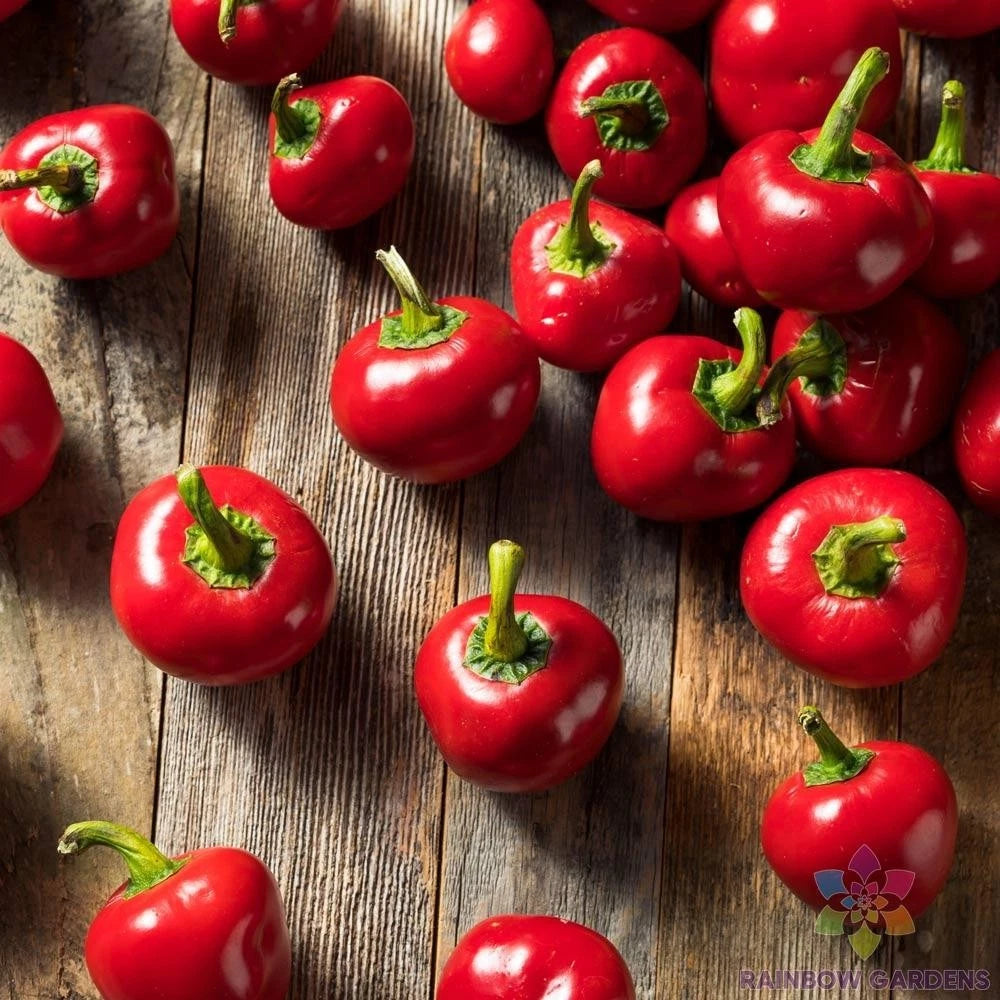 Cherry Bomb Sweet Pepper Seeds - 25+ Count - Ideal for Garden Planting - Capsicum annuum - USA