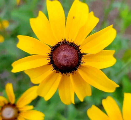 Black-eyed Susan Seeds | 25 Count | Rudbeckia Hirta | Florida Native Flower | Attracts Bees